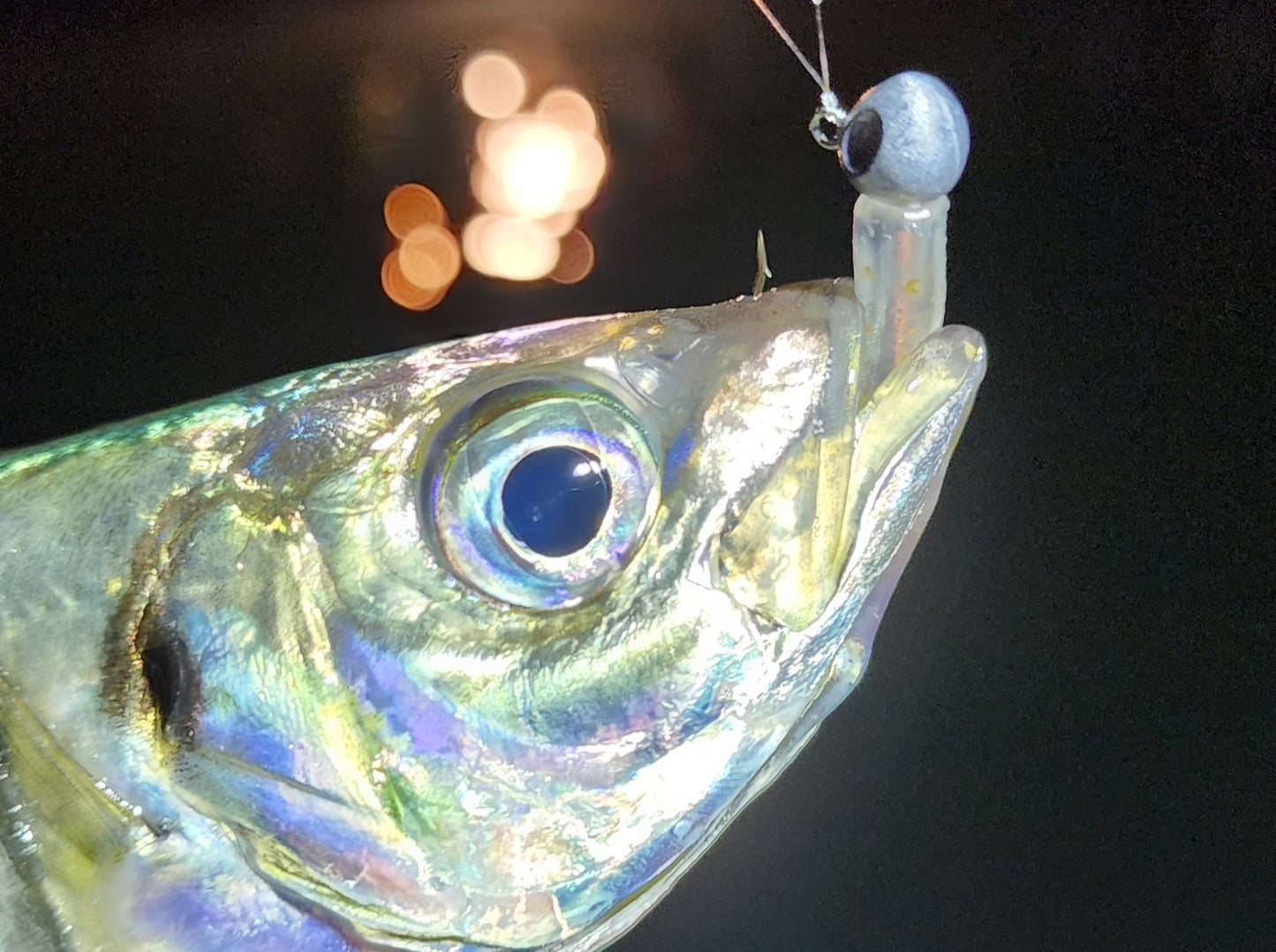 TERNS HEAD