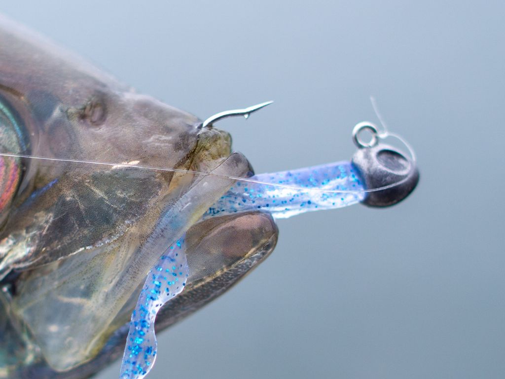 TERNS HEAD