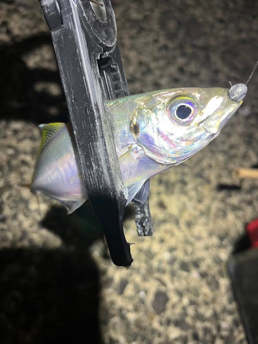 【北九州アジング】2025.12.07