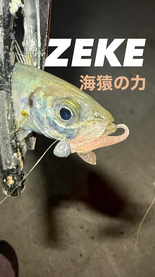 【佐賀アジング】2025.12.10