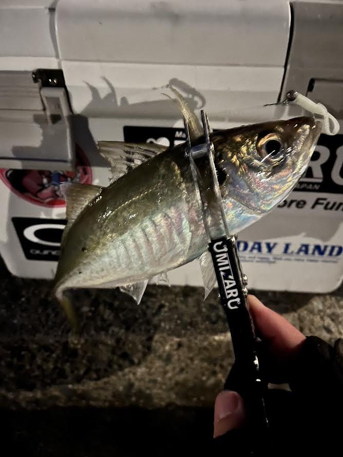 MIZAR OnlineShop – MIZAR オンラインショップ