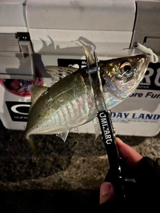 【淡路アジング】2025.11.29