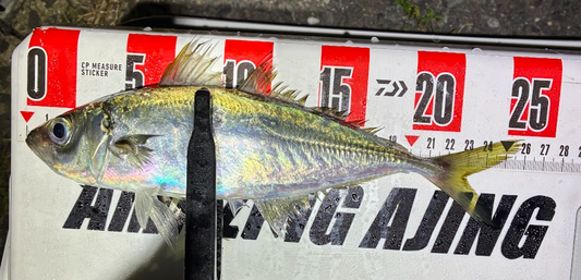 【佐賀アジング】2026.03.21_Moniter 柿崎直人