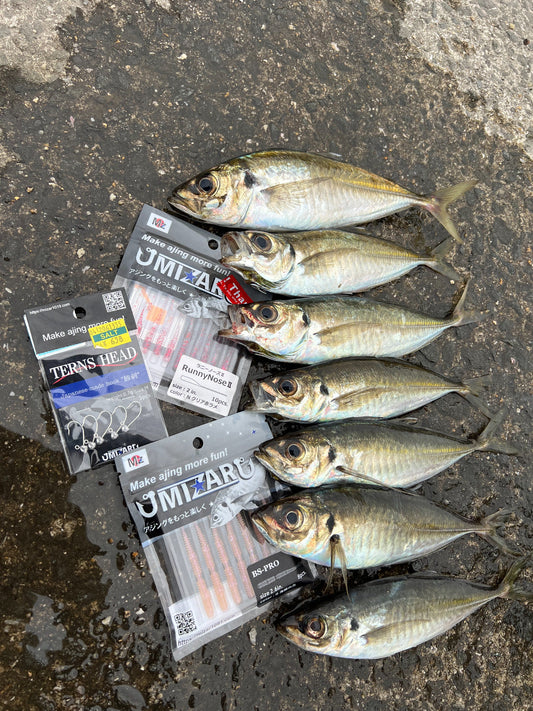 【アジング釣行記 和歌山県】FieldMonitor 島田
