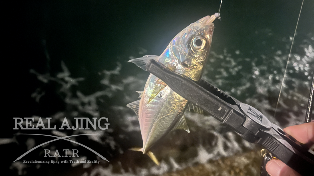 【アジング釣行記 広島県】FieldMonitor 藤原