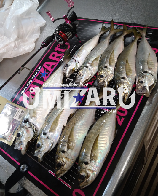 【アジング釣行記 山形県】FieldStaff 安藤