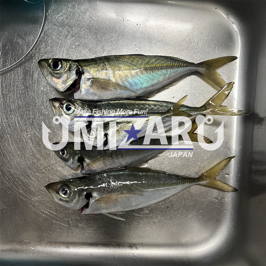 【アジング釣行記 兵庫県】FieldMonitor 藤原