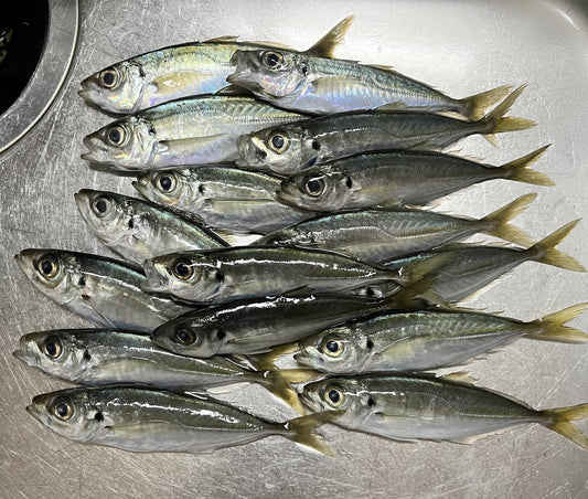 【兵庫アジング】2026.01.04_FIELD Moniter 藤原純一