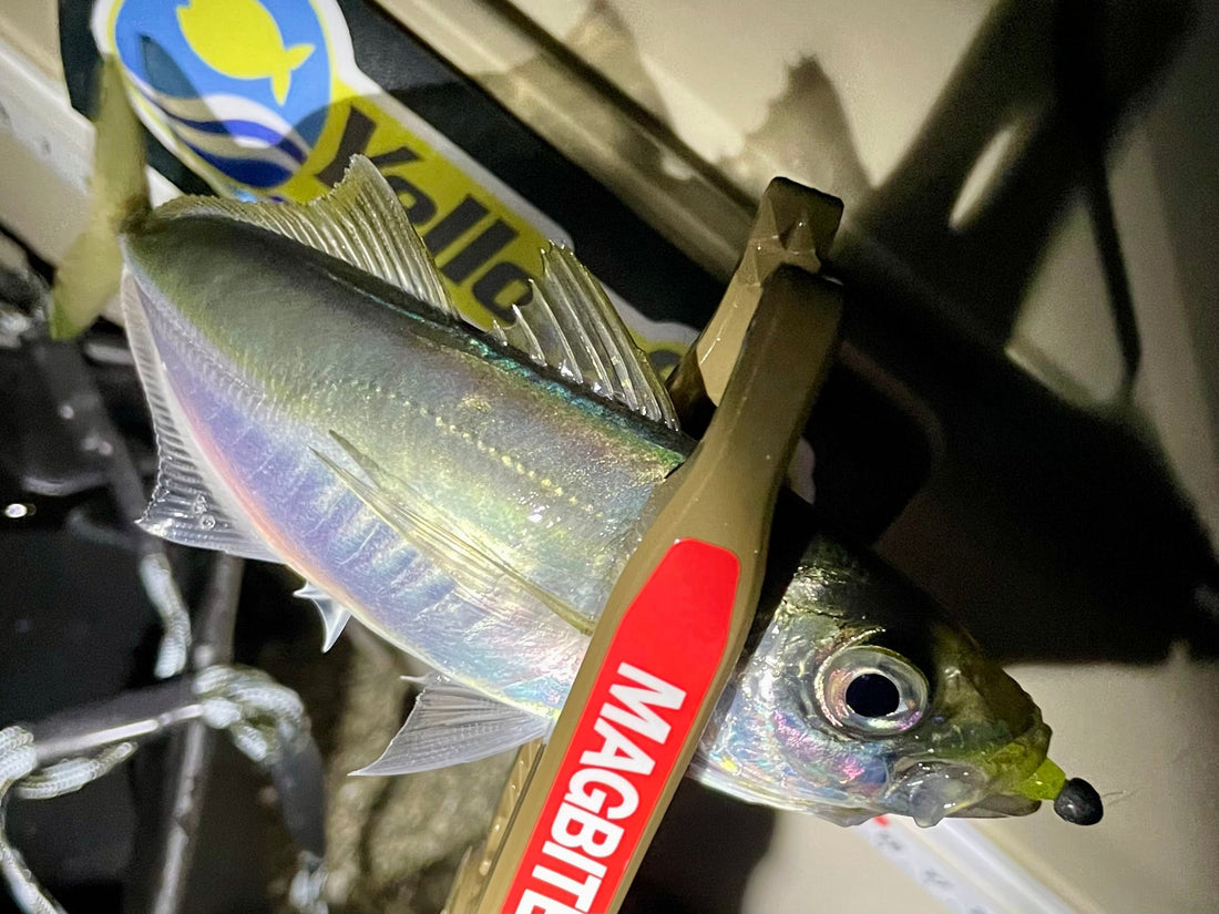 【徳島アジング、メバリング】2026.03.19_Moniter 西良駿