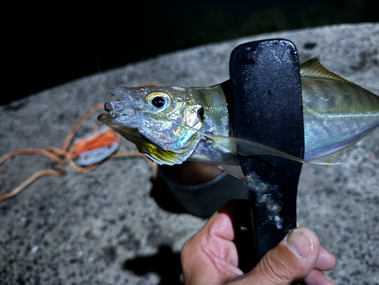 【アジング釣行記_山口県周防大島方面】FieldMonitor 近藤